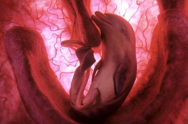 Dolphin.jpg