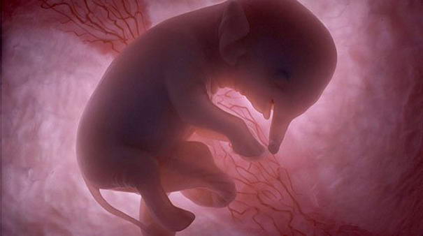 Elephant-2.jpg