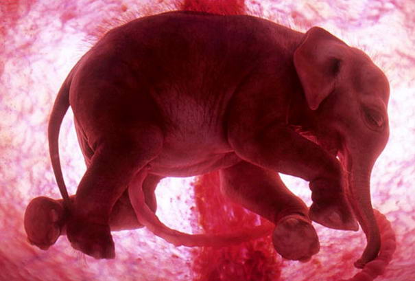 Elephant.jpg