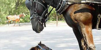 Dünyanın En Küçük 10 Hayvanı