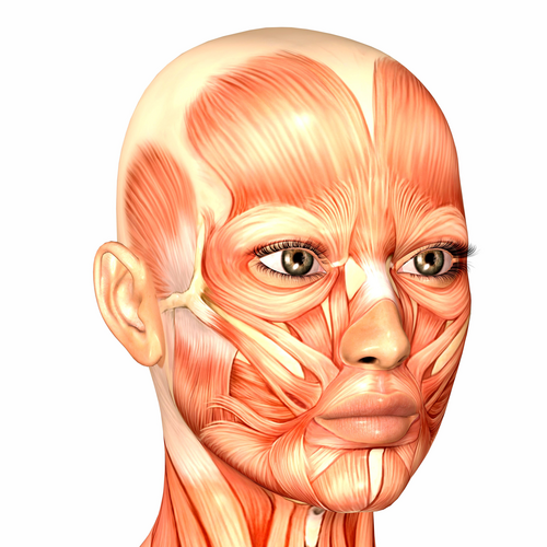 yuz-kasları-face-muscle