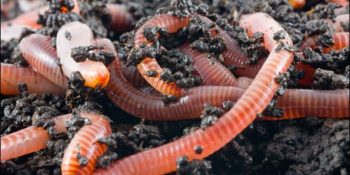 Gökten Yağan En İnanılmaz 10 Nesne