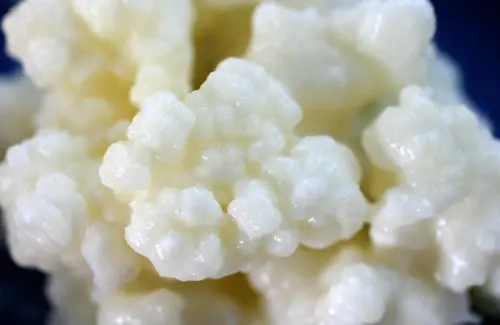 kefir
