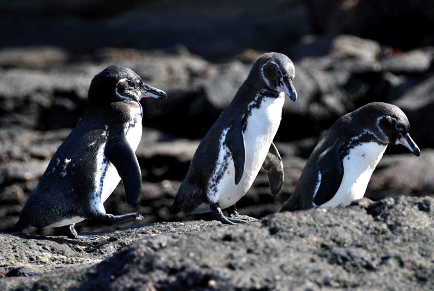 Galapagos-penguin
