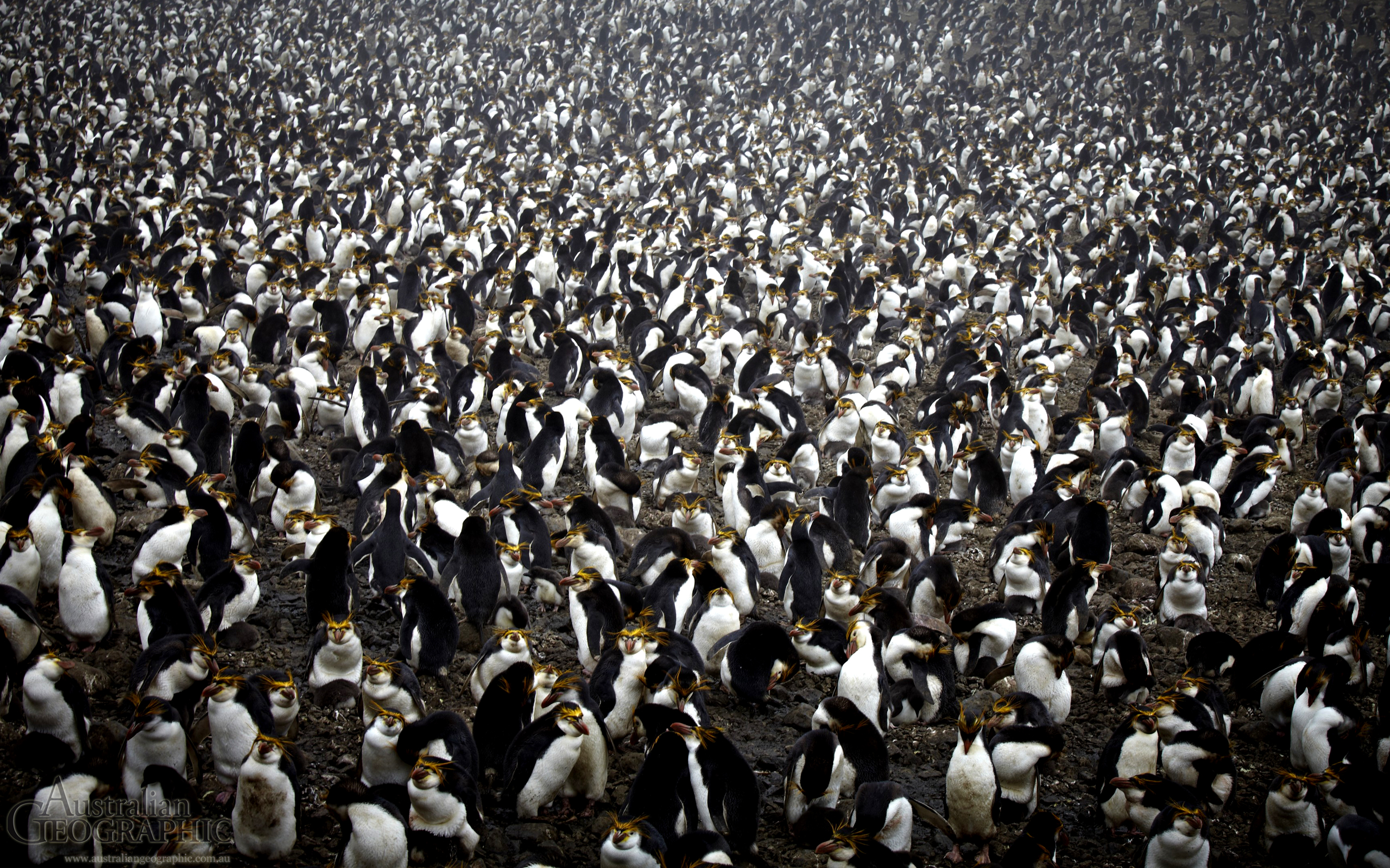 royal-penguins