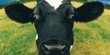 Einstein’i Bile Kıskandıracak En Bilimsel 20 Ig Nobel Ödülü