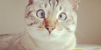 Tatlılıktan Ölen 18 Sevimli Evcil Hayvan