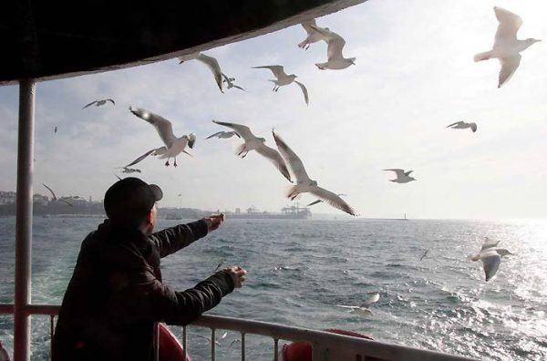vapurda-martı-fotoğrafı