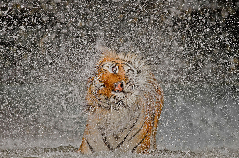 National Geo fotoğraf yarışması (13)
