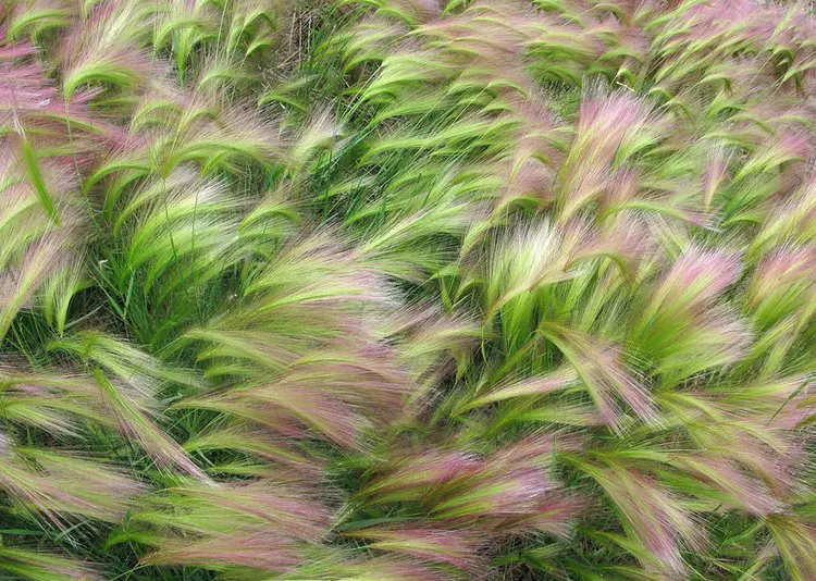 National Geo fotoğraf yarışması (2)