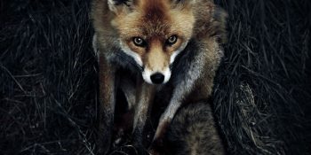 2012 National Geographic Fotoğraf Yarışması’ndan 50 Enfes Kare