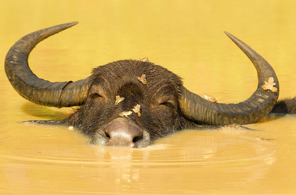 National Geo fotoğraf yarışması (45)