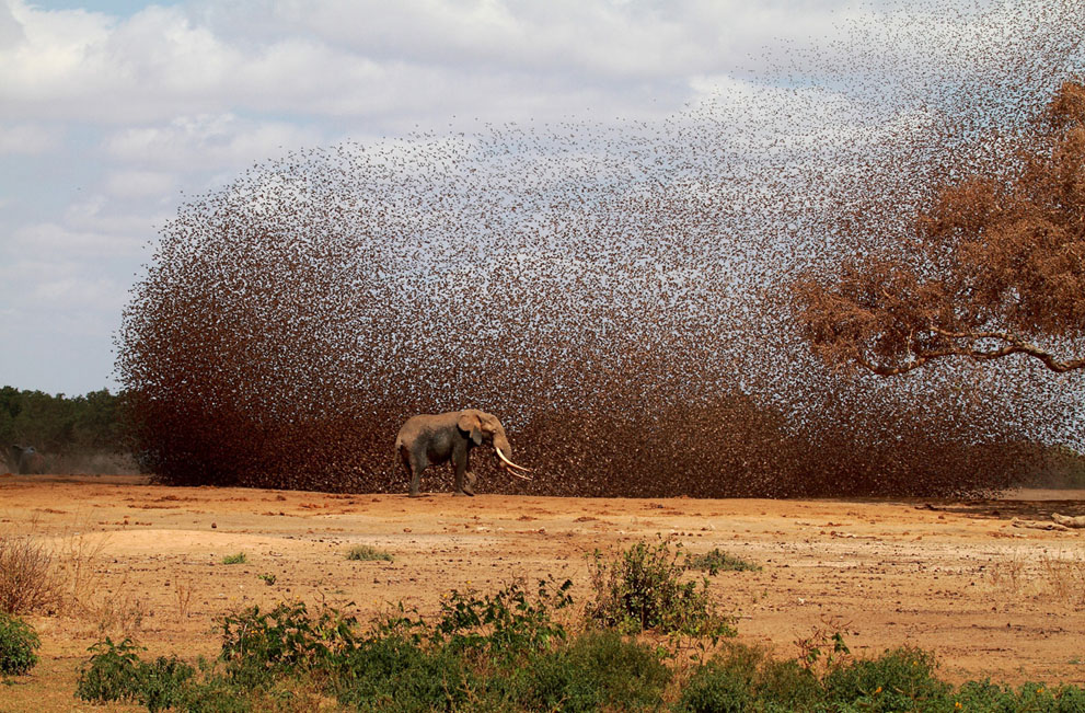 National Geo fotoğraf yarışması (5)
