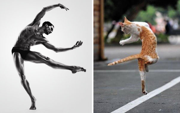 balet-kedi