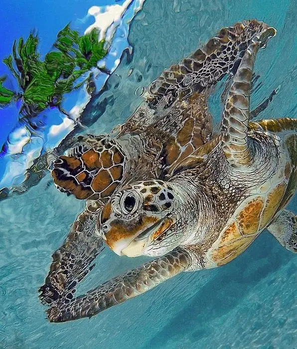 balık gözü fotoğrafları (2)