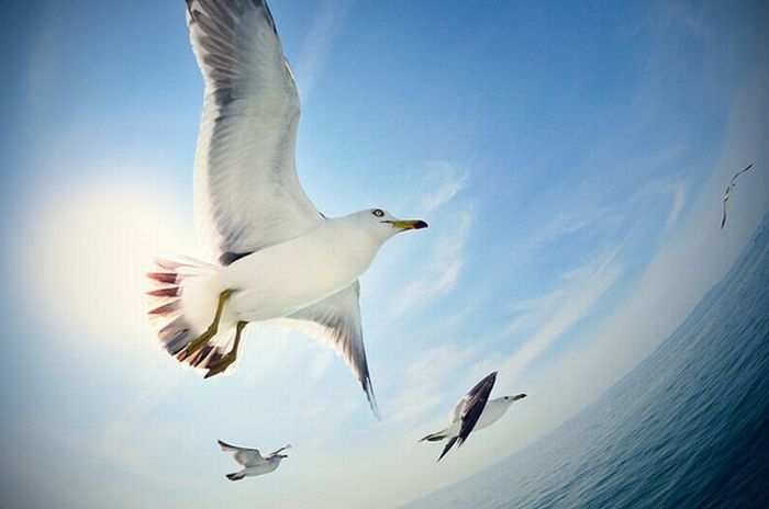 balık gözü fotoğrafları (20)