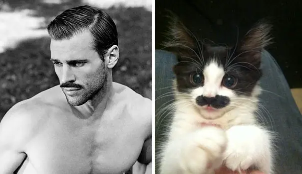 biyikli-kedi-manken