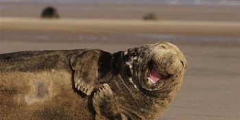 Deklanşörünüze Sağlık: Tam Zamanında Çekilen Hayvan Fotoğrafları