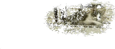kedi-gif