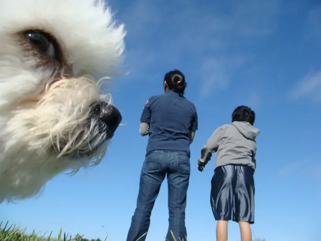 sevimli köpekler (1)