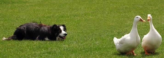 sevimli köpekler (14)
