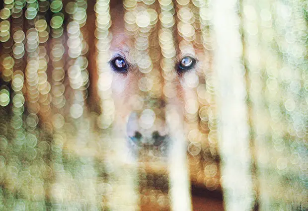 dog2