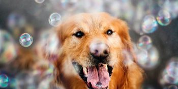 17 Yaşındaki Bir Kızın Objektifinden Bir Köpeğin Günlük Macerası