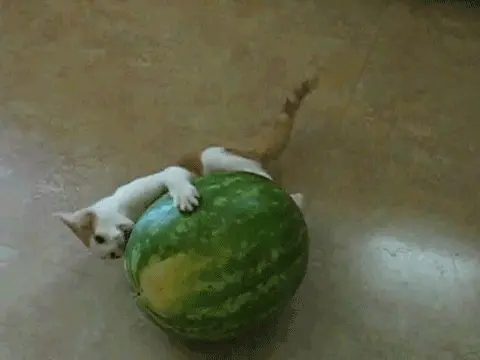 karpuz-yiyemeyen-kedi