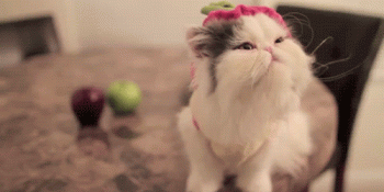 Bir Öğün Kaçırınca Kendinden Geçen 20 Aç Ama Tatlı Hayvan