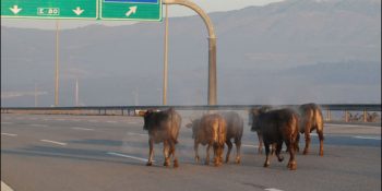 İhtişamlı Bir Resital: 2013 Kurban Bayramı Oscar’ları