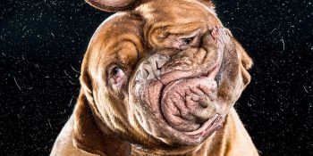 Slow Motion Kafa Sallarken Ağzı Yüzü Birbirine Giren Köpekler