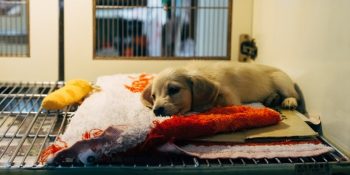 Türkiye’deki Hayvan Barınakları: Adres ve Telefon Numaraları ile Tam Liste