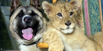 Hayvanlar Aleminde Din, Dil, Irk Ayrımı Olmadığının 20 Kanıtı