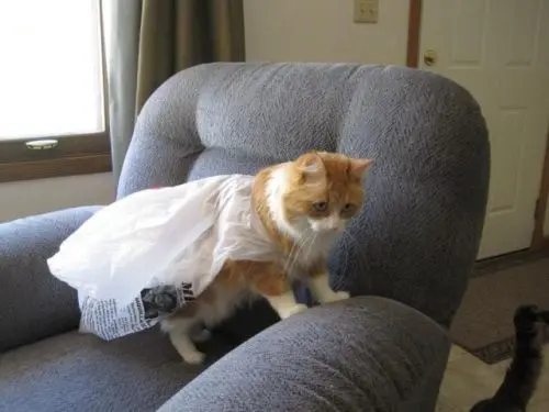 bim-poseti-kedi