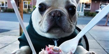 Boşuna ‘Sir’ Dememişler: Fransız Bulldog’u Sir Charles Barkley