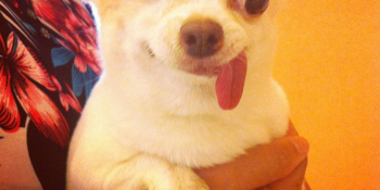 Instagram Fenomeni Dili Dışarıda Köpek: Yogurt the Pirate Dog