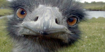 Etrafına Sırf Zarar Ziyan Olan 24 Şakalı Komikli Hayvan