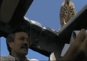 jipin-icine-sican-leopar
