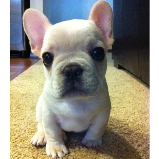 sevimli-bulldog