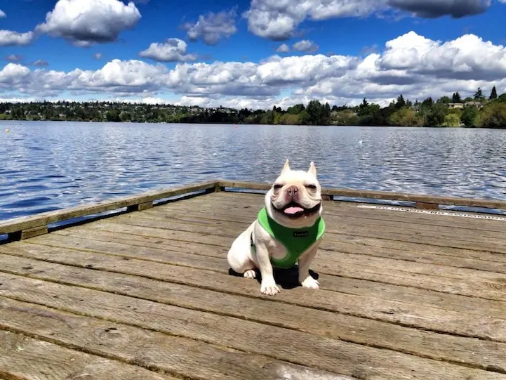 sevimli french bulldog
