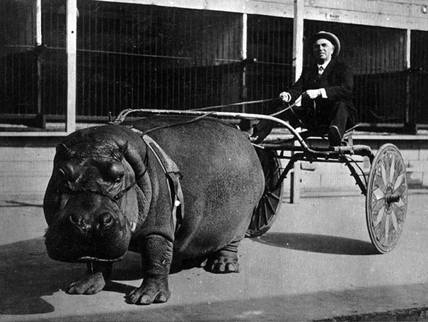 sirk-hipopotam-ile-ulasim-1924