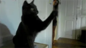 cak-bir-beslik-kedi-3