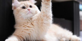 Çak Bir Beşlik Dendiğinde Eli Havada Bırakmayan 9 Kedi