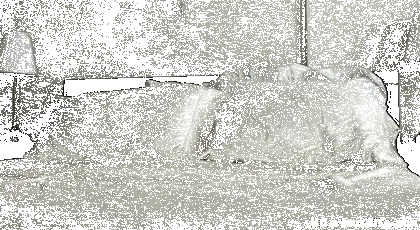 deliren-kedi-gif