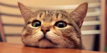 Kedi Olduğunu Bir An Önce Hatırlaması Gereken 34 Kedi