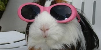 İçkiye Bu Gece Tövbe Etmesi Gereken 15 Hayvan