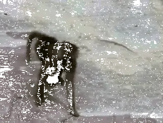 maymun-zipliyor-komik-gif