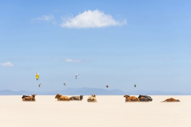 cows-ve-kites