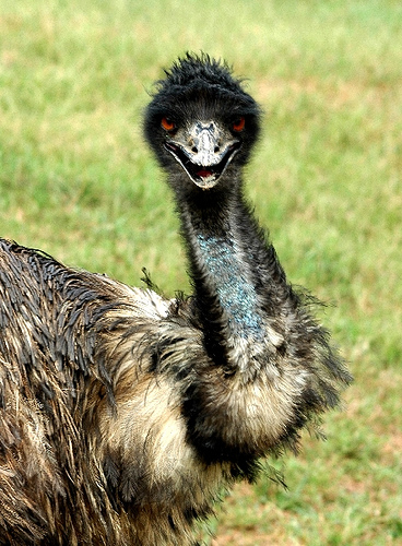 emu-kuslari-avustralya-savasi