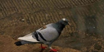 Allah’ın Sopasının Bir Şekilde Vücut Bulduğu 25 Sahne